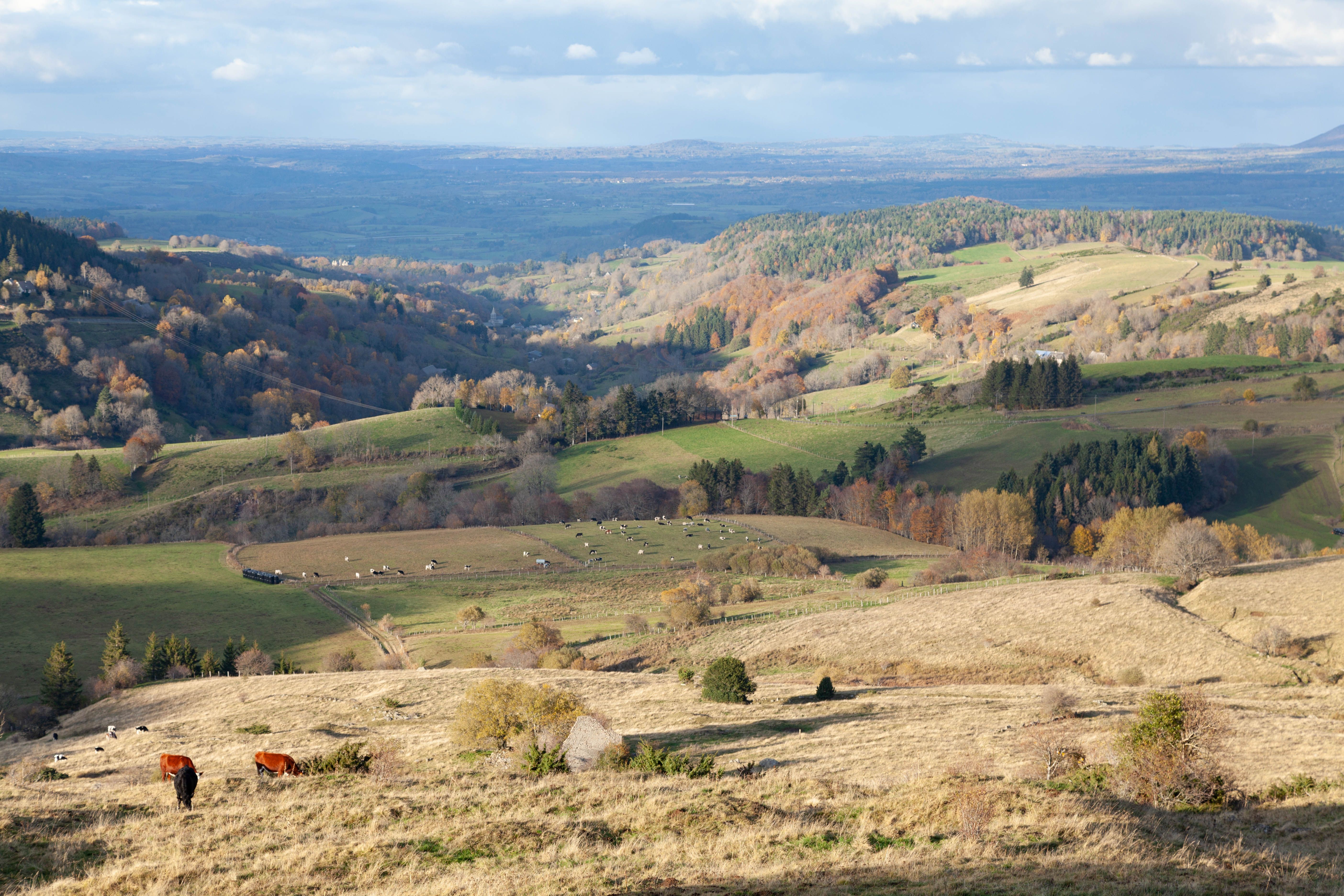 Breathtaking view of rolling hills in autumn with grazing cows under a cloudy sky.