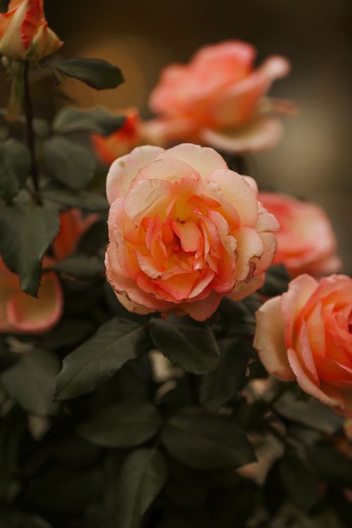 Free Close-up of beautiful peach roses showcasing their vibrant petals and lush green leaves in a garden setting. Stock Photo