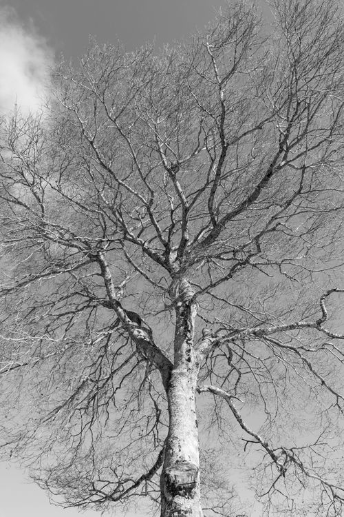 Free Striking monochrome image of a tree in Le Mont-Dore, France with bare branches against the sky. Stock Photo