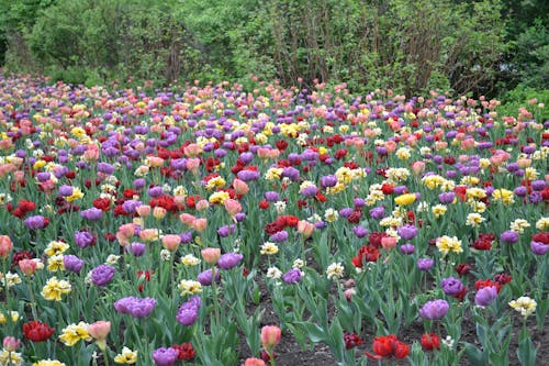 Darmowe zdjęcie z galerii z kolorowy, kwiaty, kwitnięcie