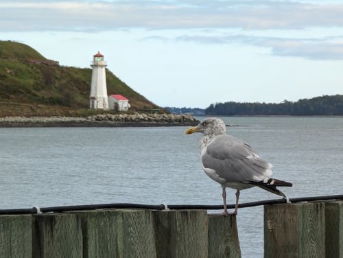 Free A seagull perched near Georges Island Lighthouse in Halifax, Nova Scotia. Stock Photo