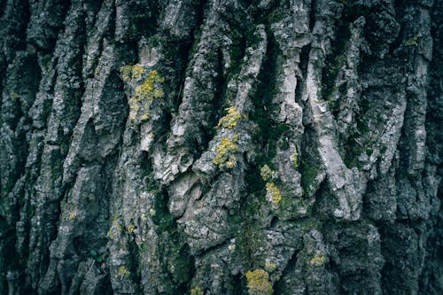 Darmowe zdjęcie z galerii z chropowaty, drzewo, kora
