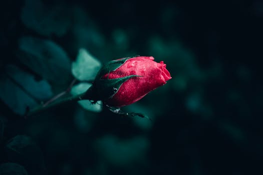 A striking close-up of a red rosebud with dewdrops against a dark, moody background, capturing nature's delicate beauty.
