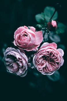 Close-up of pink roses with water droplets on dark background, capturing freshness and romance.