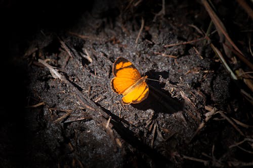 Orange Butterfly on the Ground