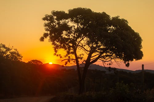 Безкоштовне стокове фото на тему «вечір, дерево, Захід сонця»
