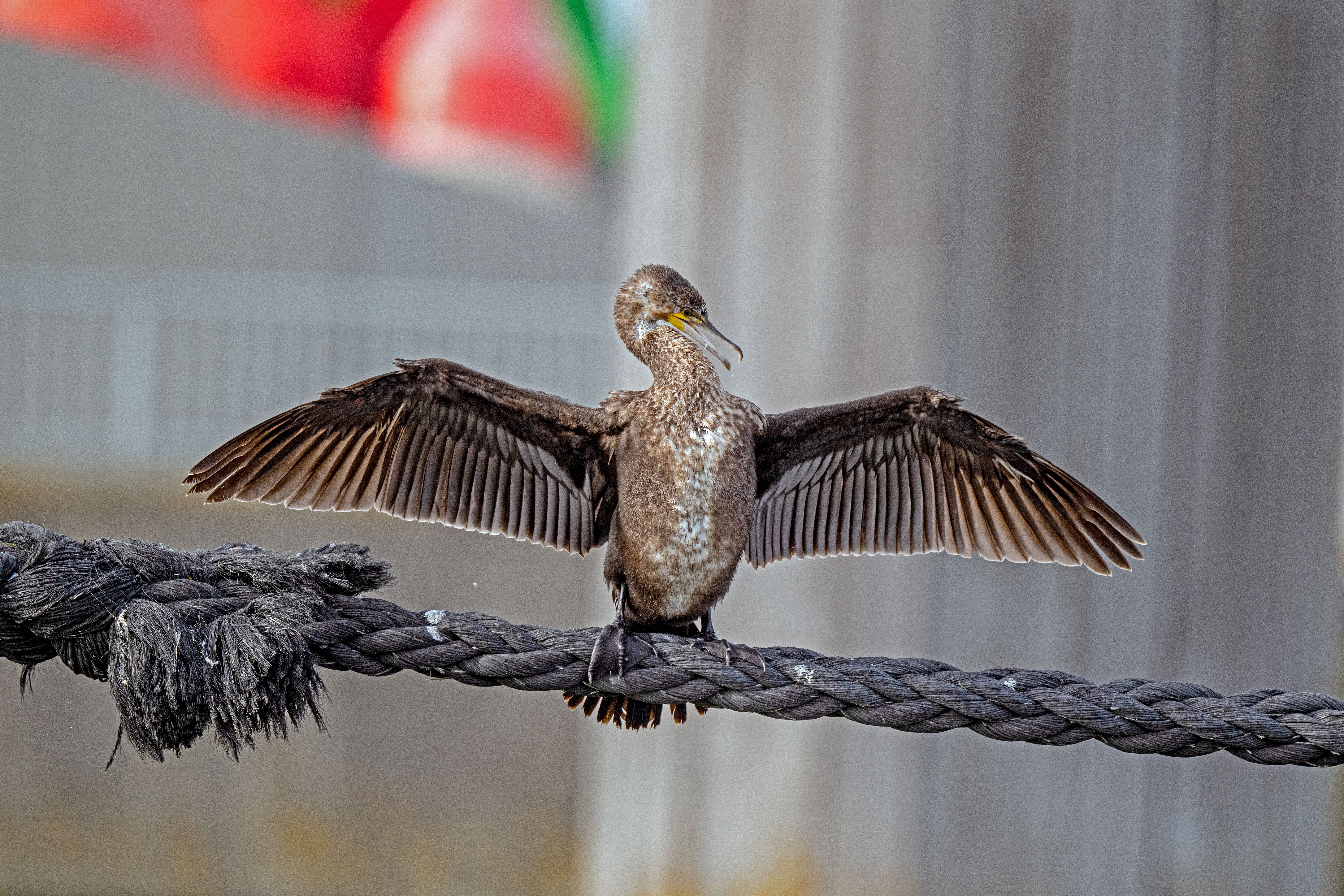 Bird Perching on Rope · Free Stock Photo