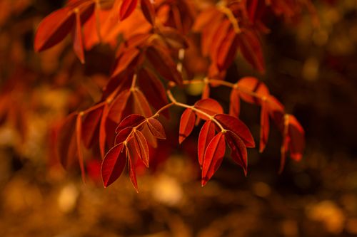 Free Captivating close-up of vibrant red autumn leaves, capturing the essence of fall. Stock Photo