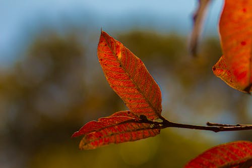 Close up of Red Leaves in Autumn