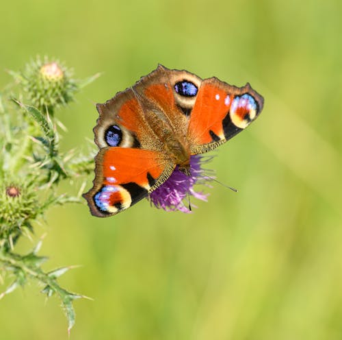 Close up of European Peacock Butterfly