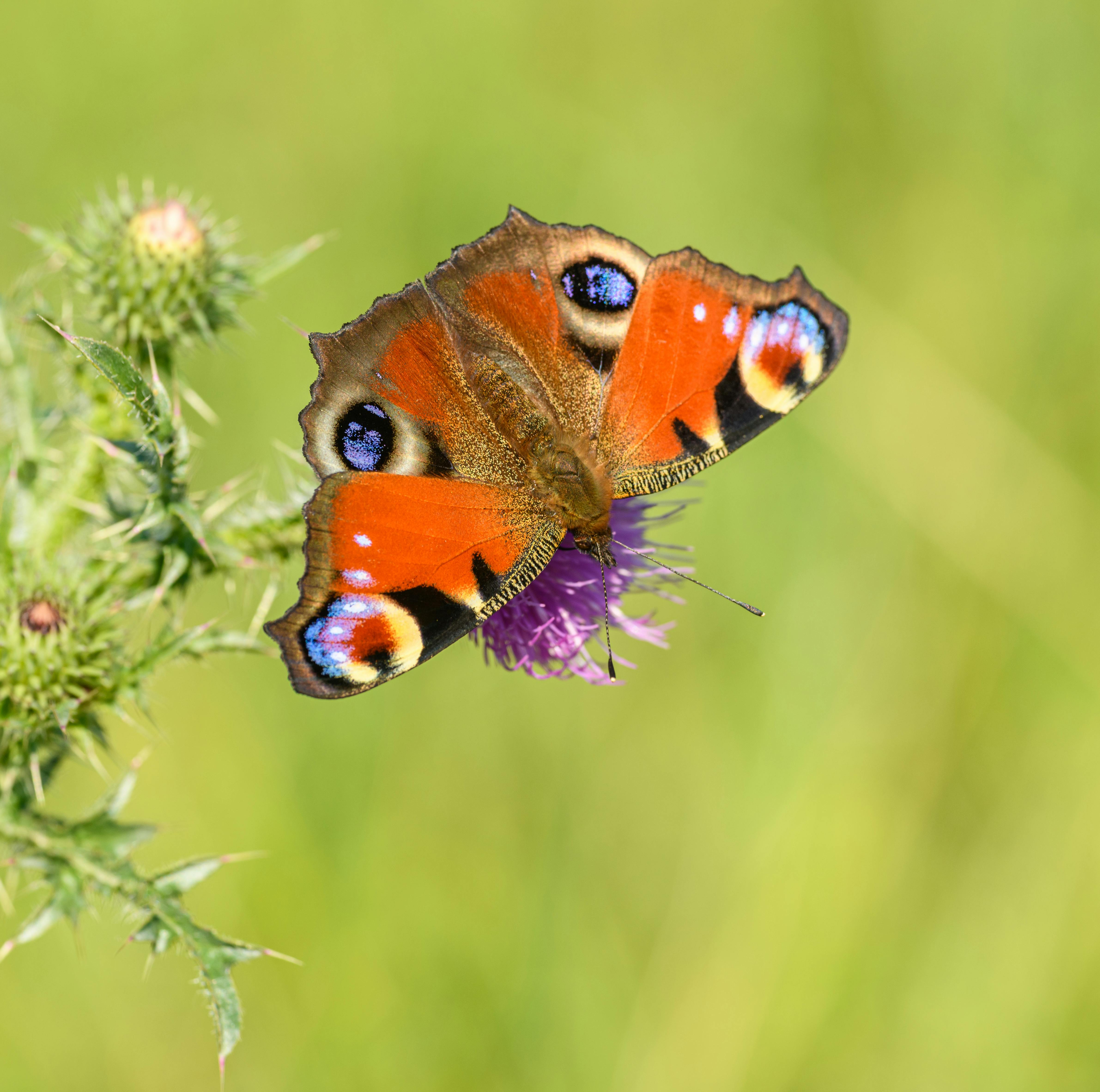 Iphone Butterfly Emoji Photos Download The BEST Free Iphone Butterfly Iphone Butterfly Emoji Photos Download The BEST Free Iphone Butterfly