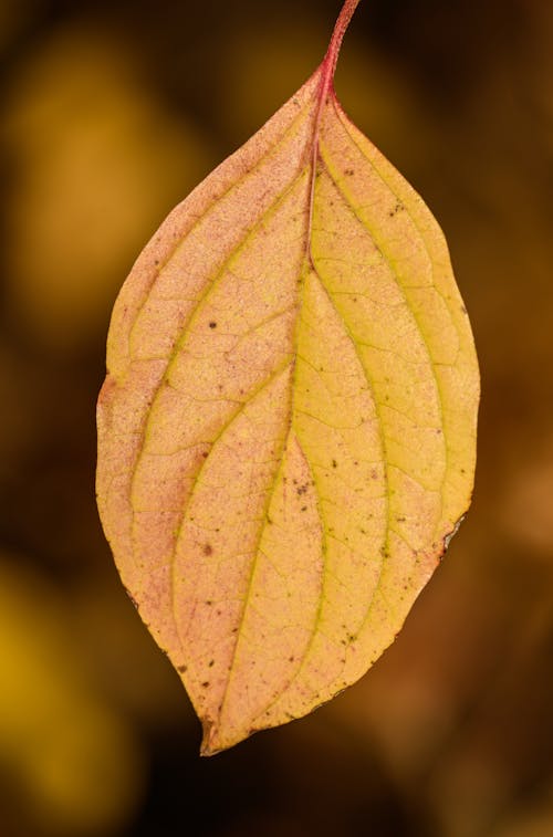 Close up of Yellow Leaf