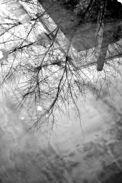 Kostnadsfri bild av pöl, reflektion, svartvitt