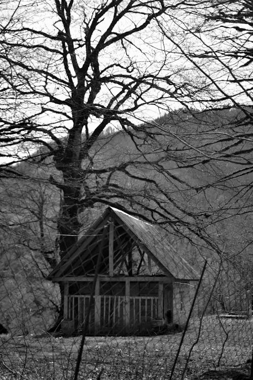 Foto d'estoc gratuïta de abandonat, arbre, blanc i negre