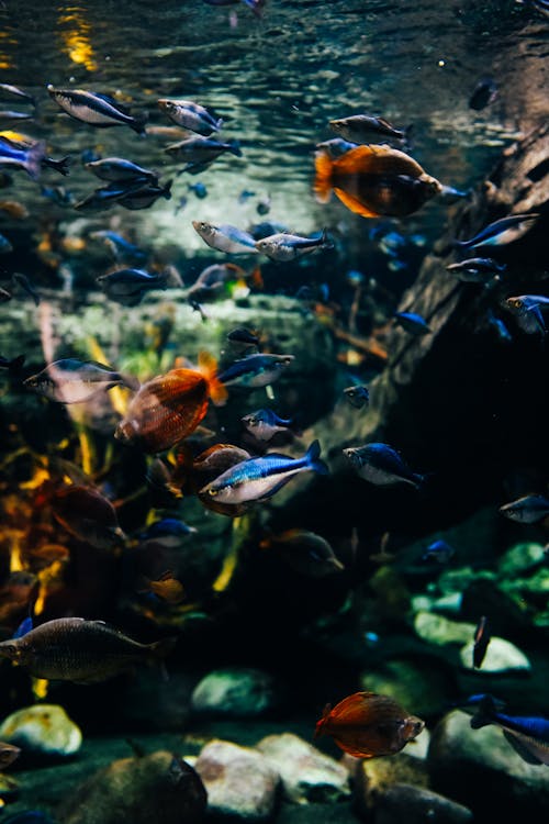 A fish tank with many different colored fish