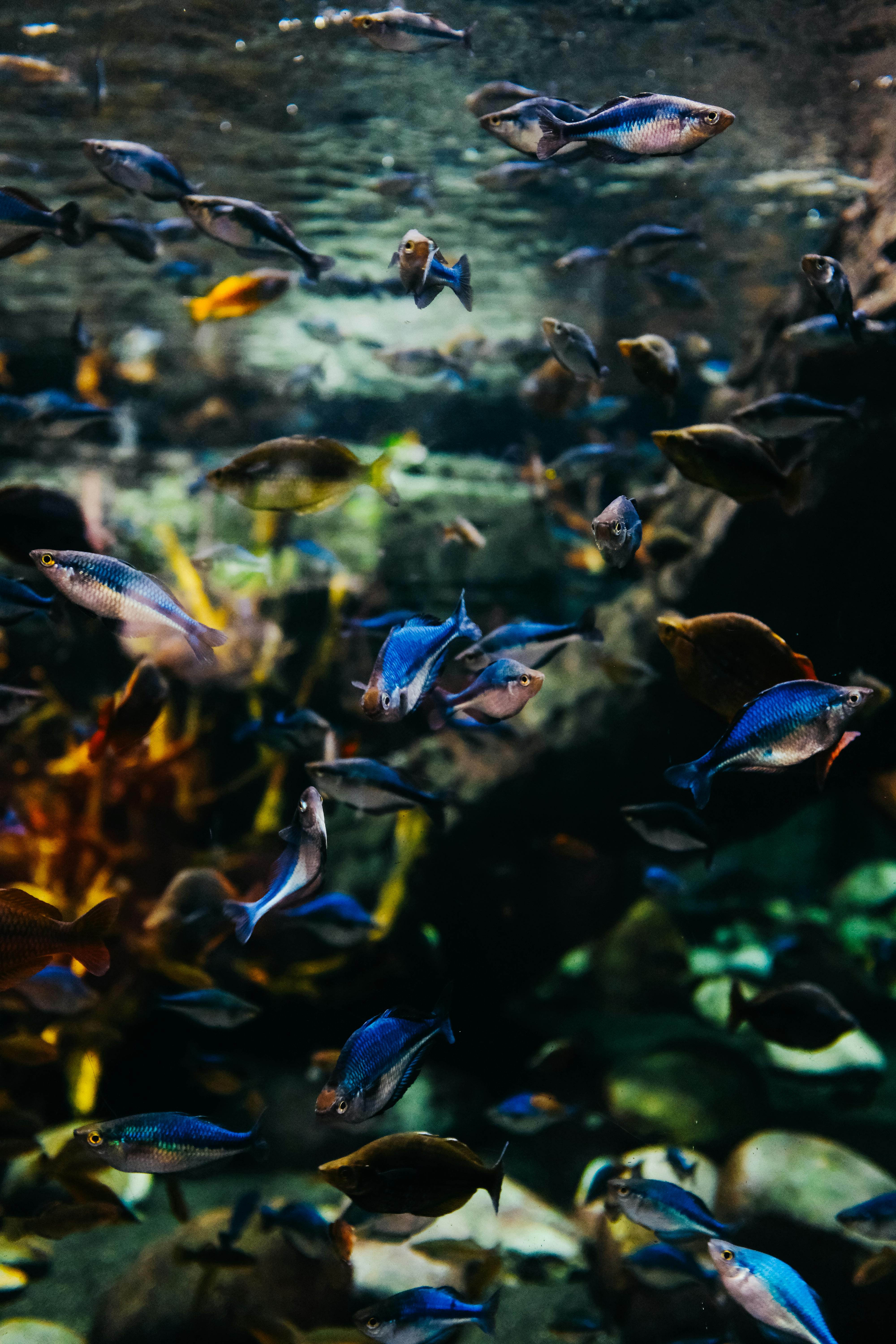 Guide To Your Own Aquarium