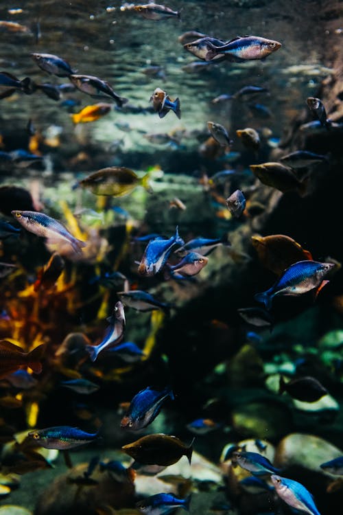 A large aquarium with many fish swimming in it