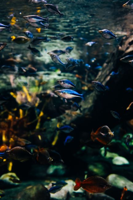 A vivid display of tropical fish swimming among corals and plants in an aquarium setting.