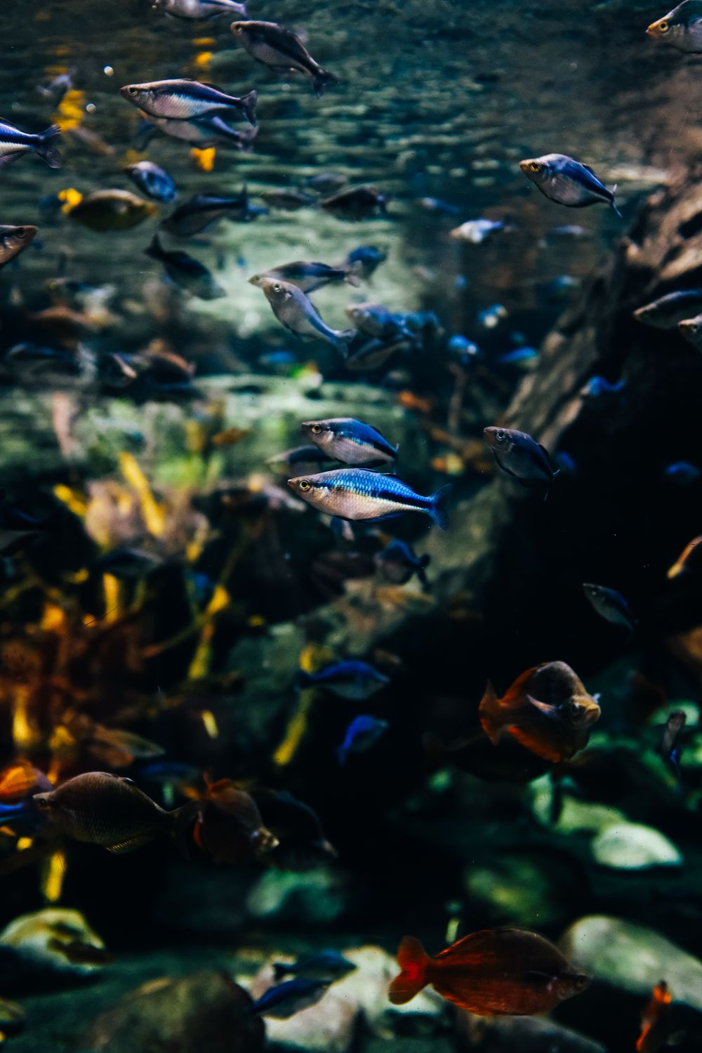 Vivid tropical fish swimming among corals and aquatic plants inside a well-maintained community aquarium