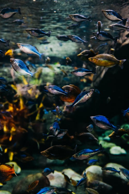A large aquarium with many different fish