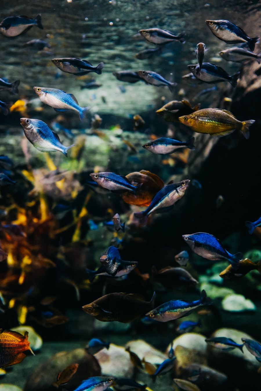A planted display aquarium stocked with tropical fish