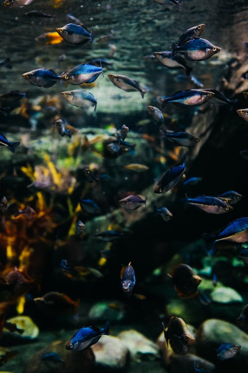 A large aquarium with many fish swimming around
