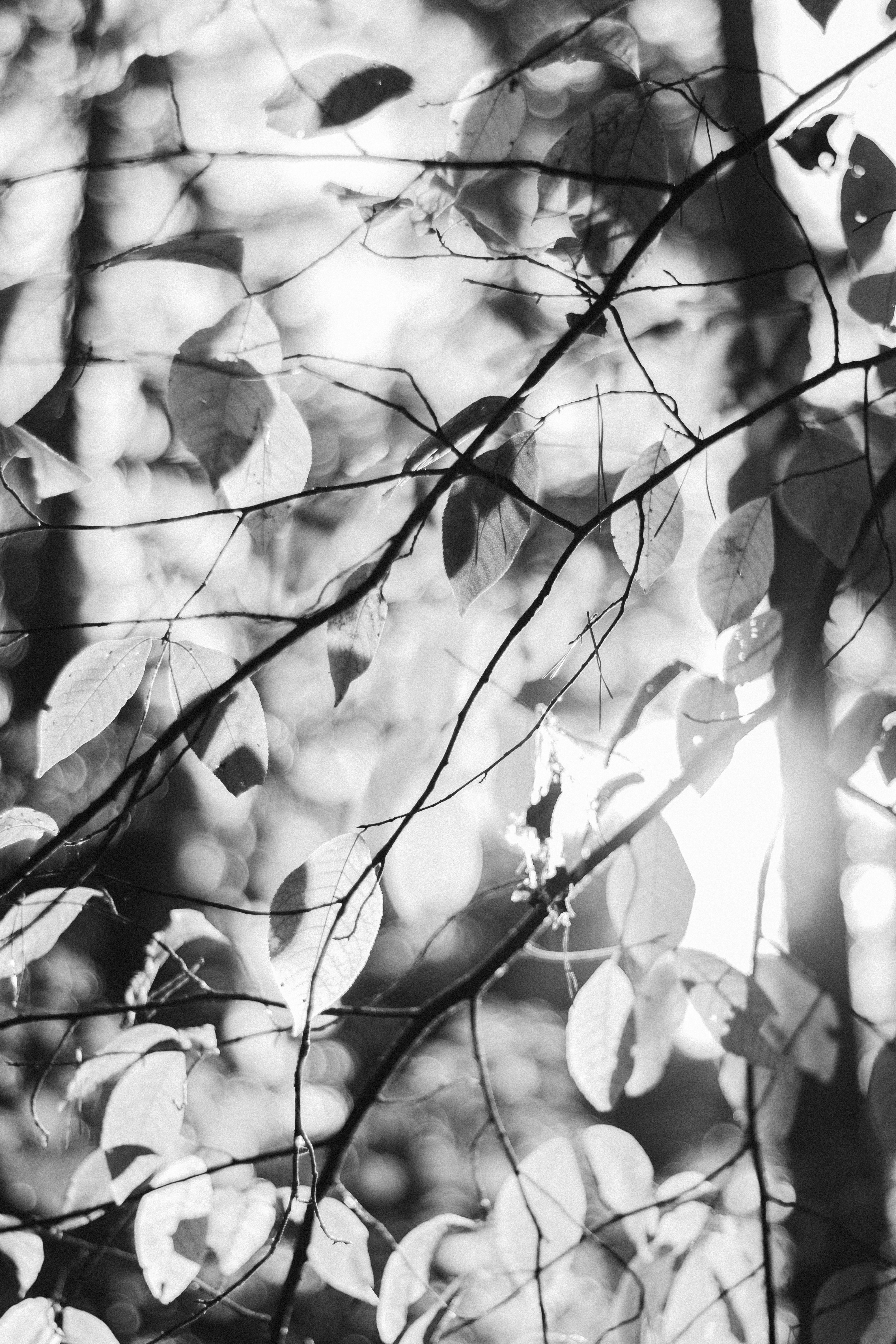 A monochrome photo capturing the sunlight filtering through leaves and branches.