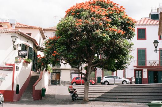 A lively urban street in Funchal, Madeira, featuring a bright flowering African tulip tree.