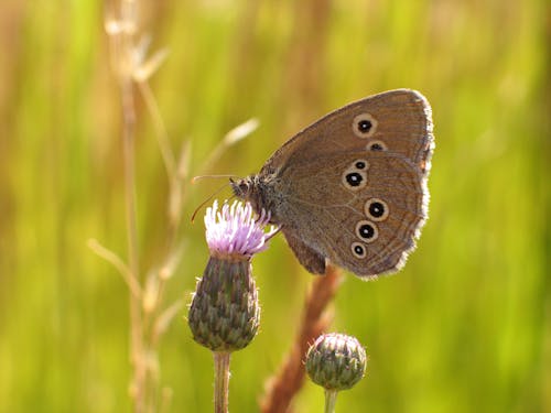 Ringlet Butterfly on Flowers