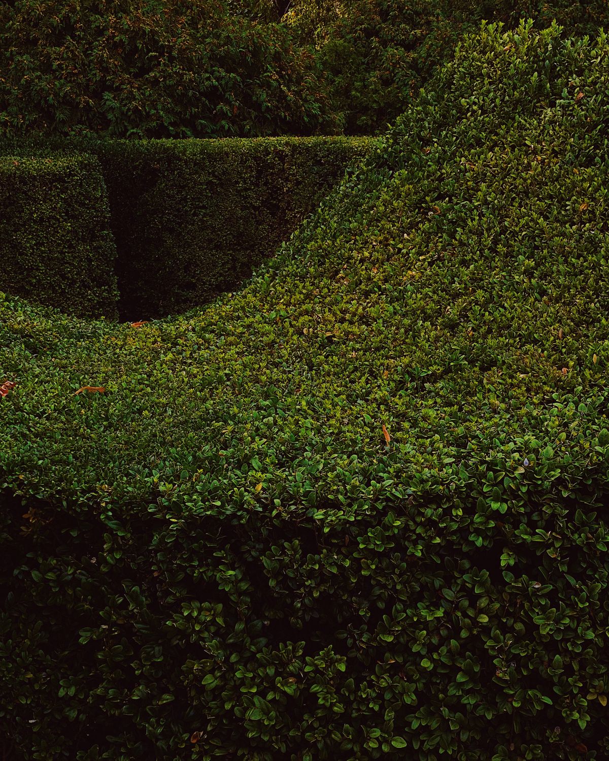 Garden Cleaning
