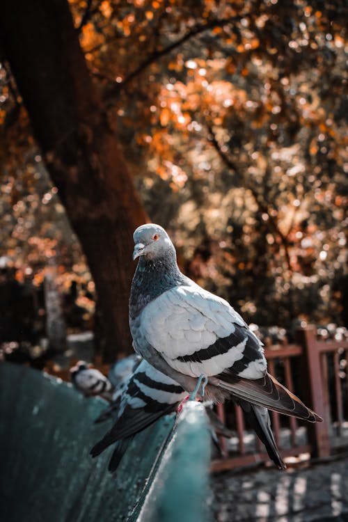 Foto d'estoc gratuïta de au, colom, fotografia d'animals