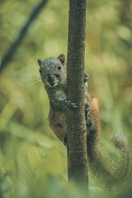 Squirrel on Tree
