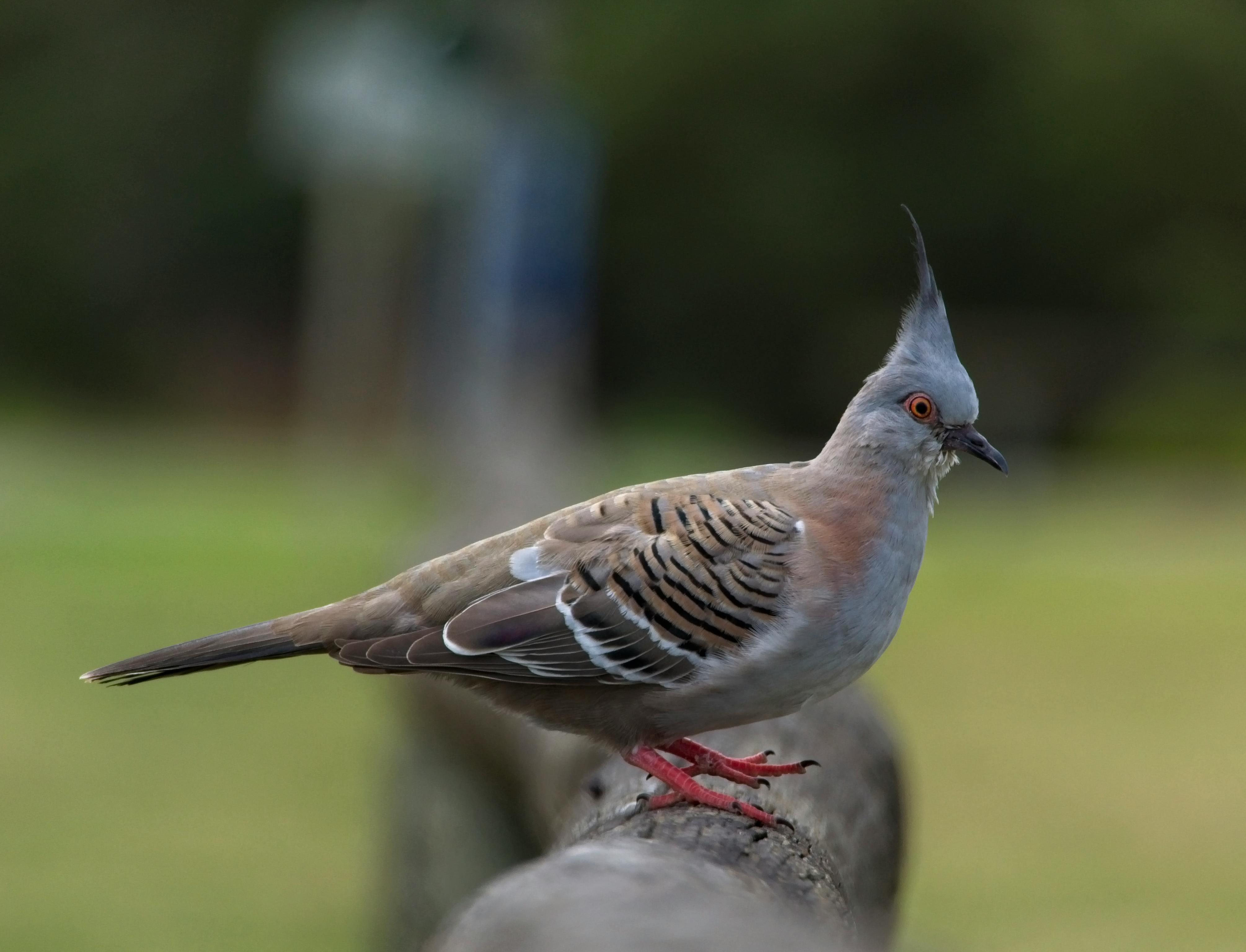 Foto Stok Gratis Tentang Burung Dara Merpati Merpati Jambul