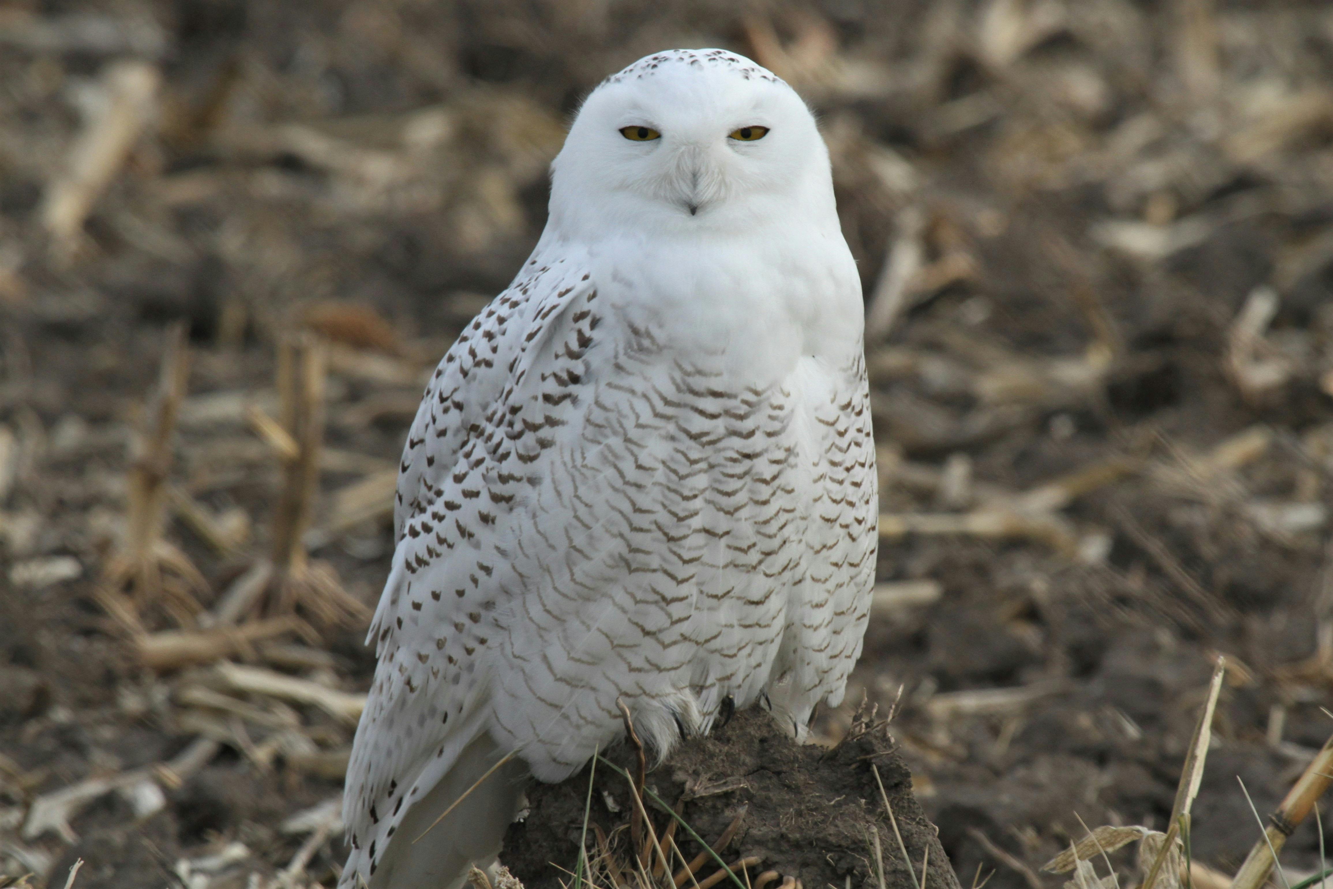 Snowy Owl Photos, Download The BEST Free Snowy Owl Stock Photos & HD Images