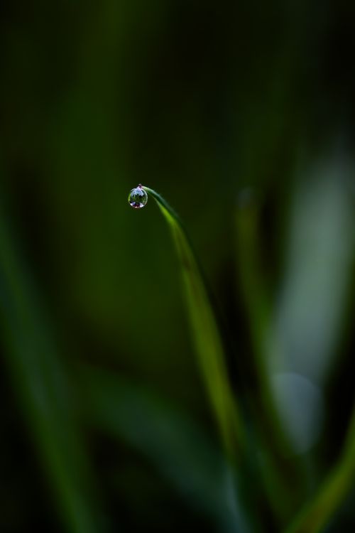 Free Close-up of a single dew droplet perched delicately on the tip of a grass blade. Stock Photo