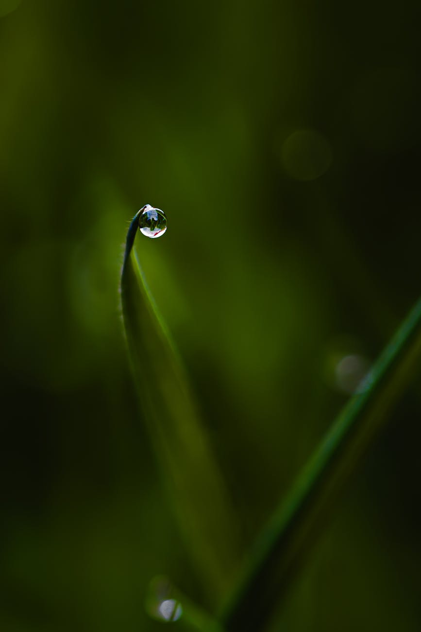 Macro photography of water droplet