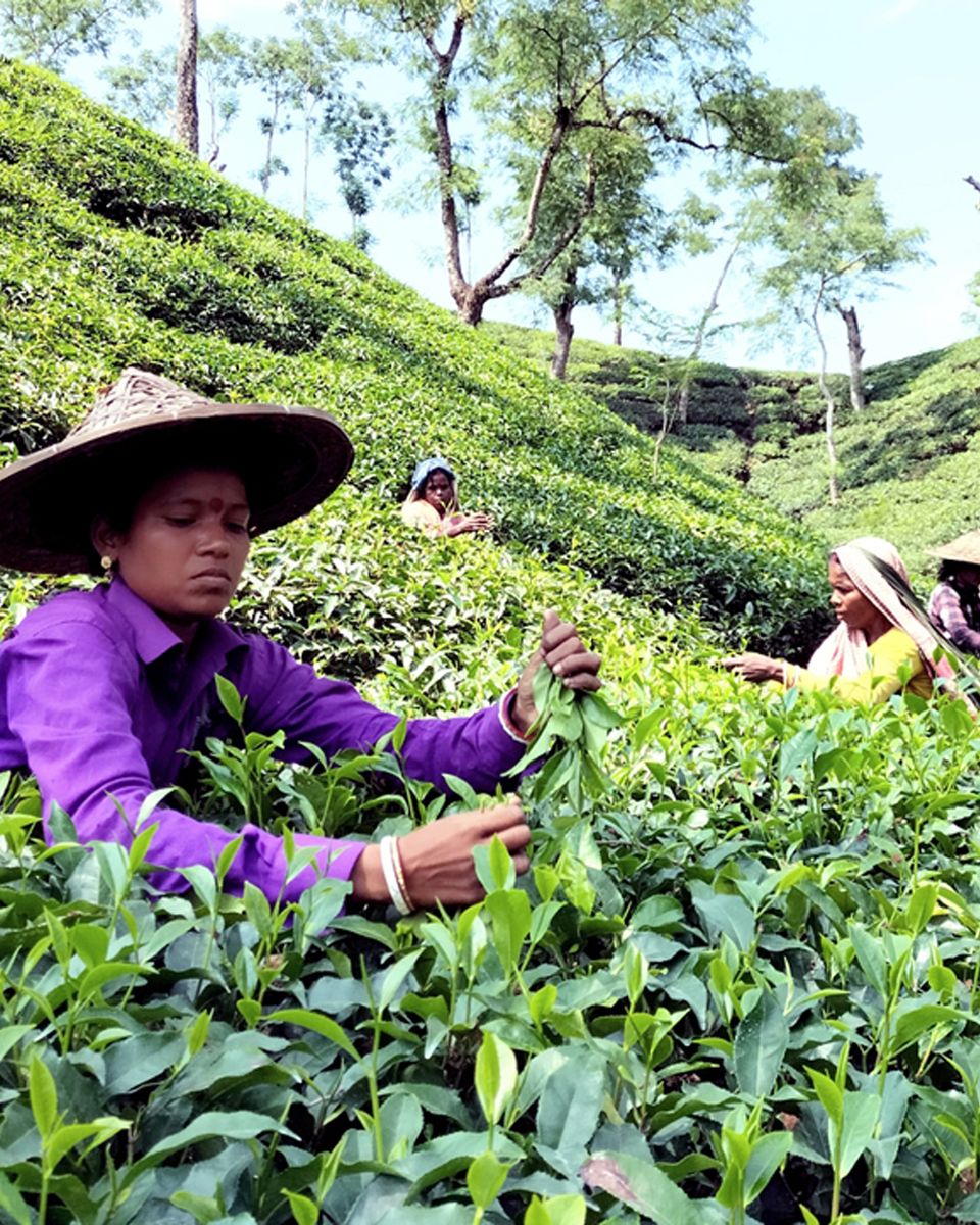 Second-flush Assam