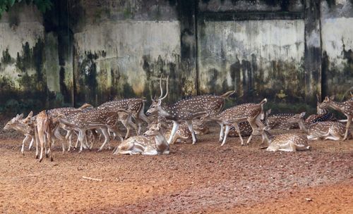 Free the deer Stock Photo