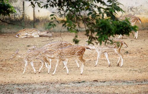Free deer rearing Stock Photo