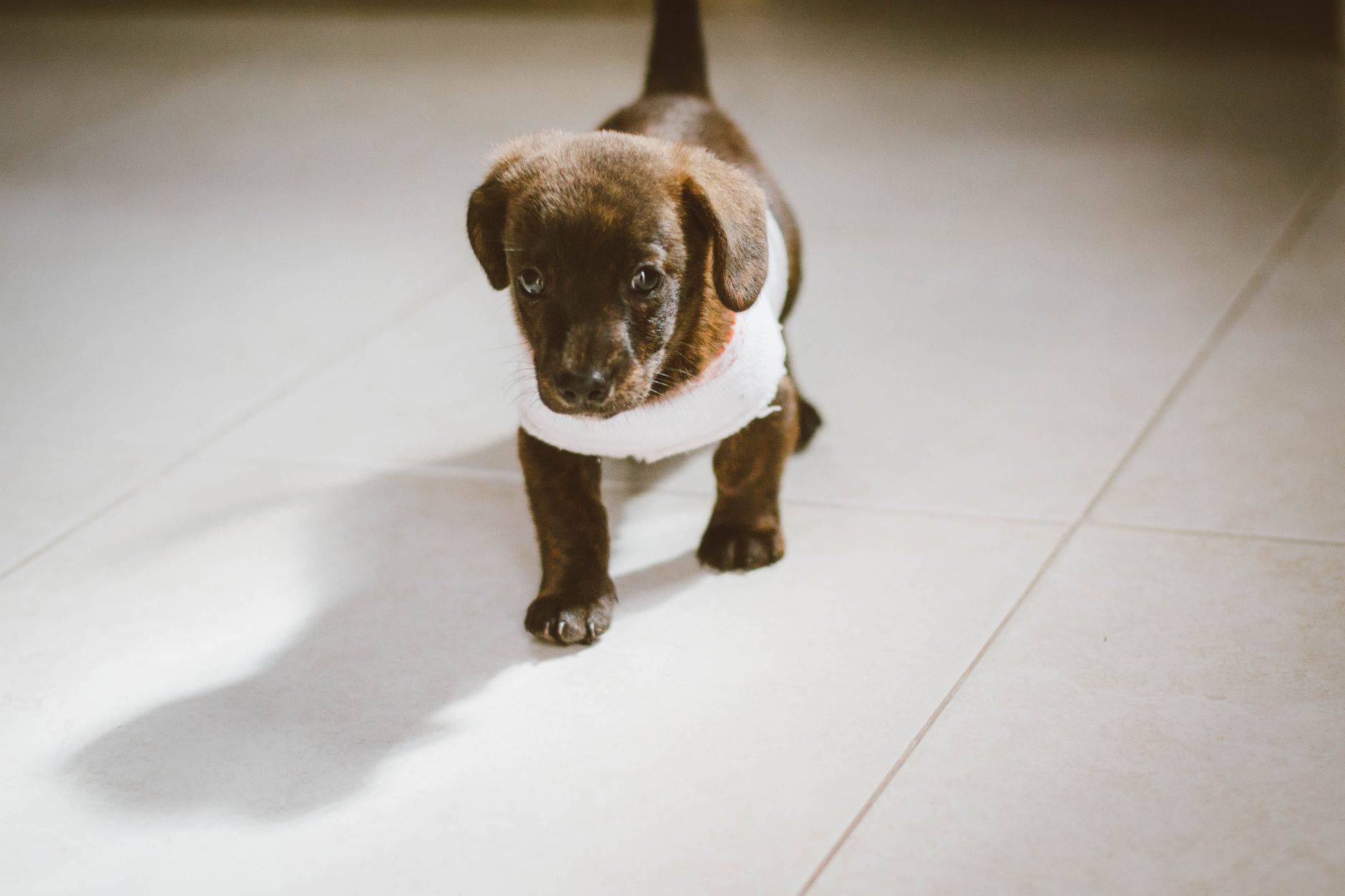 Adorable young puppy standing on a bright indoor floor, showcasing its innocence and charm.