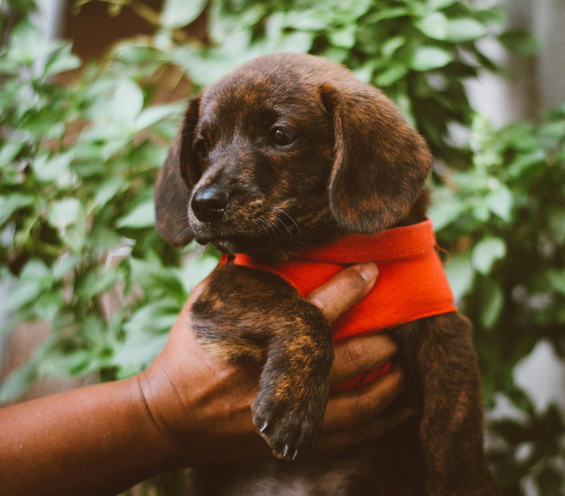 Portrait of Puppy