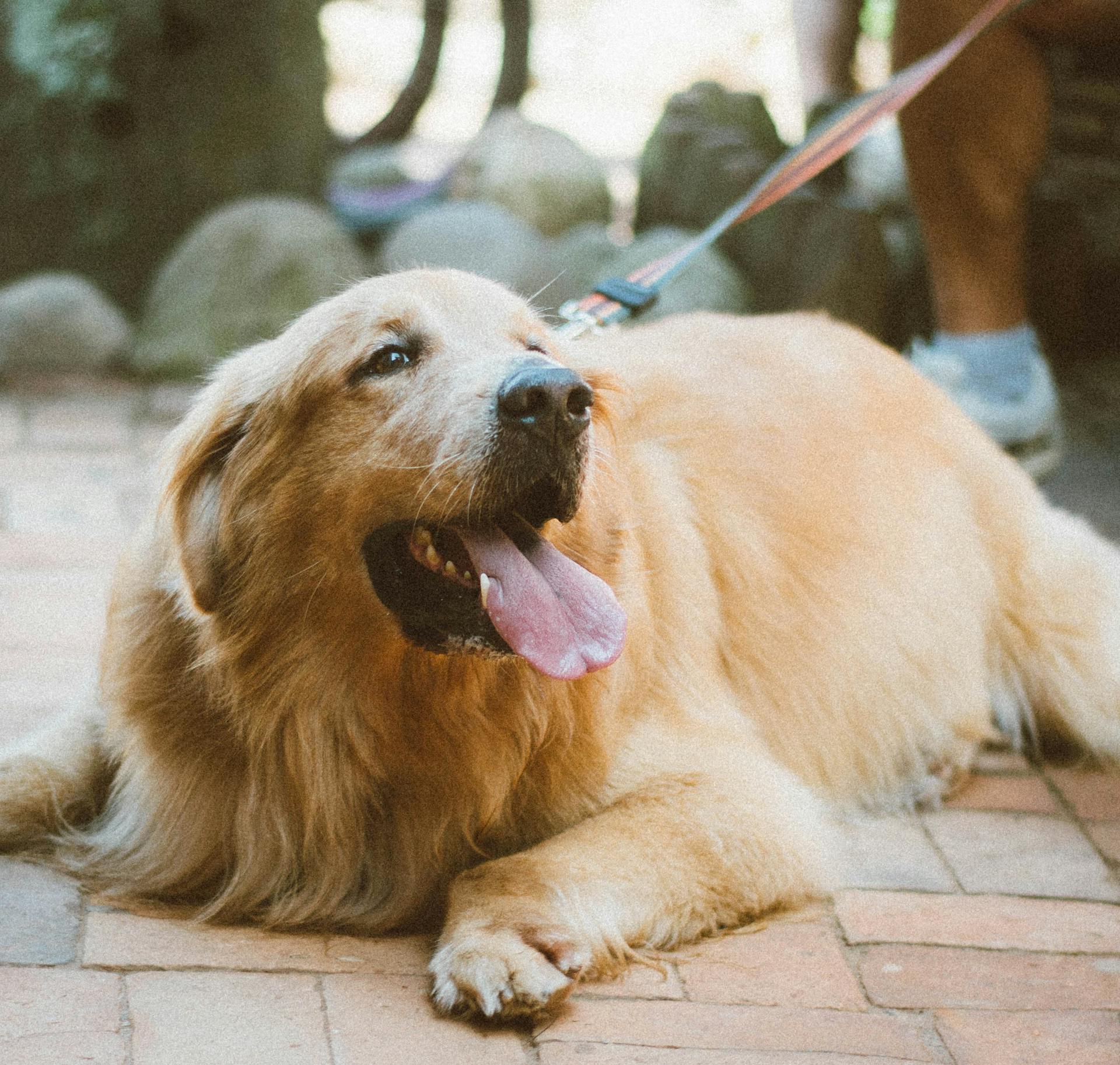 Le golden retriever à la laisse