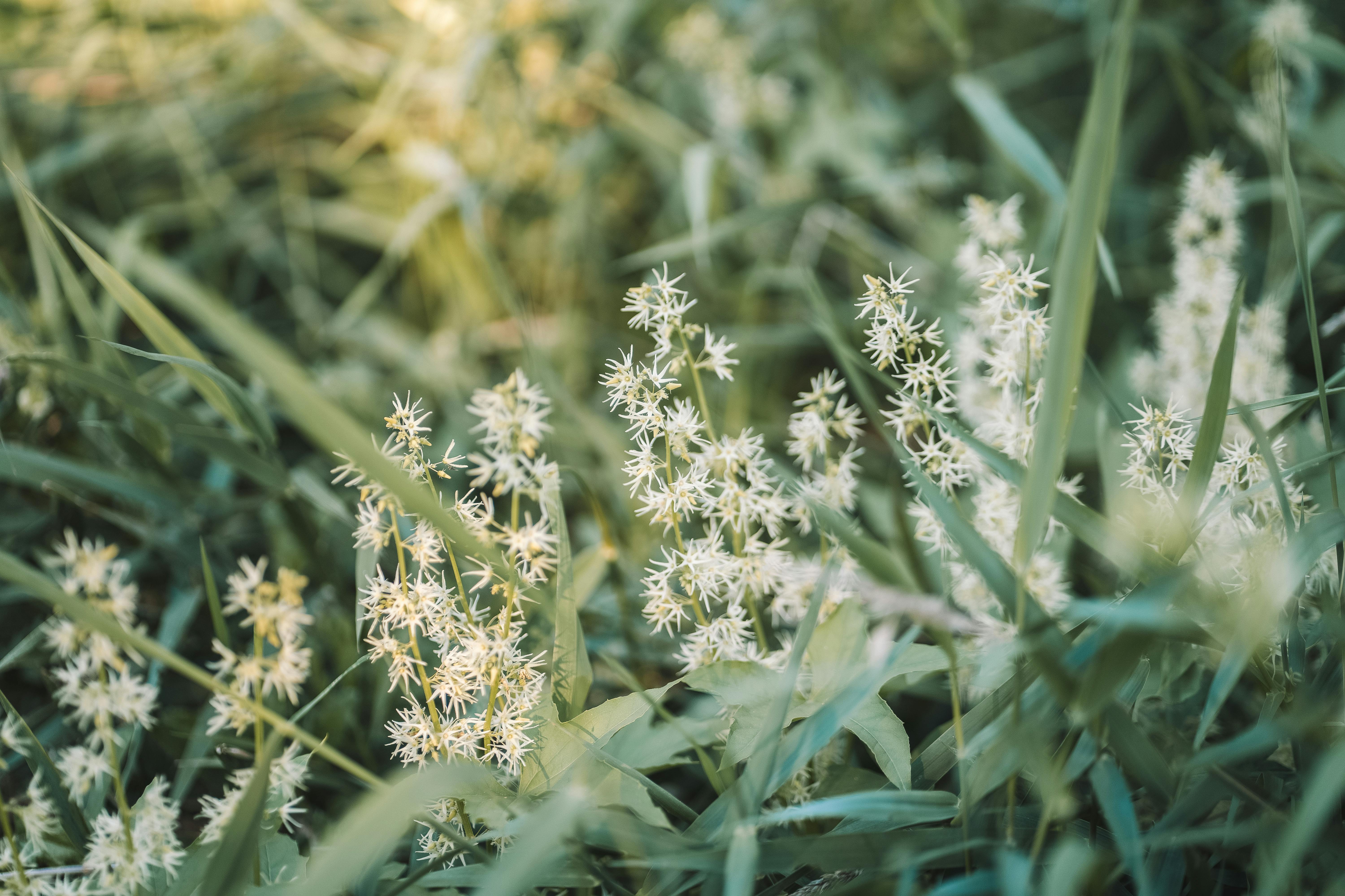 White Flowers in Grass · Free Stock Photo