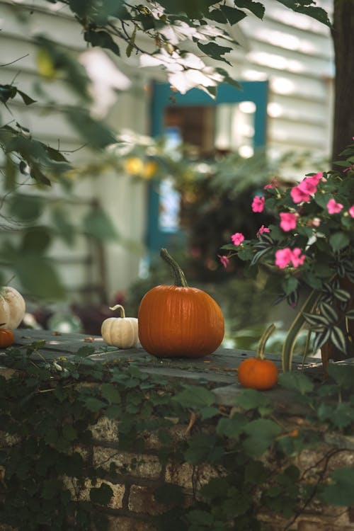 Pumpkins on Wall