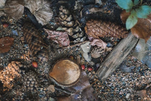 Základová fotografie zdarma na téma borovicové šišky, detail, listy