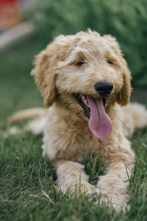 Dog Lying Down on Grass