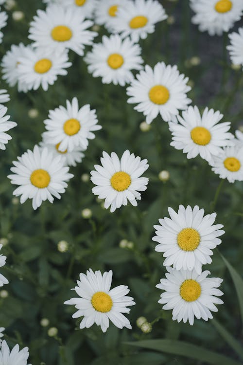 คลังภาพถ่ายฟรี ของ กลีบดอก, ขาว, ดอกเดซี่