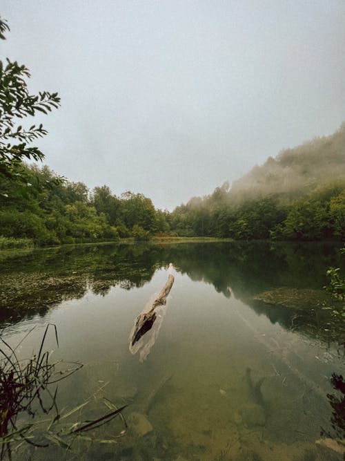 Lake and Green Forest around under Fog