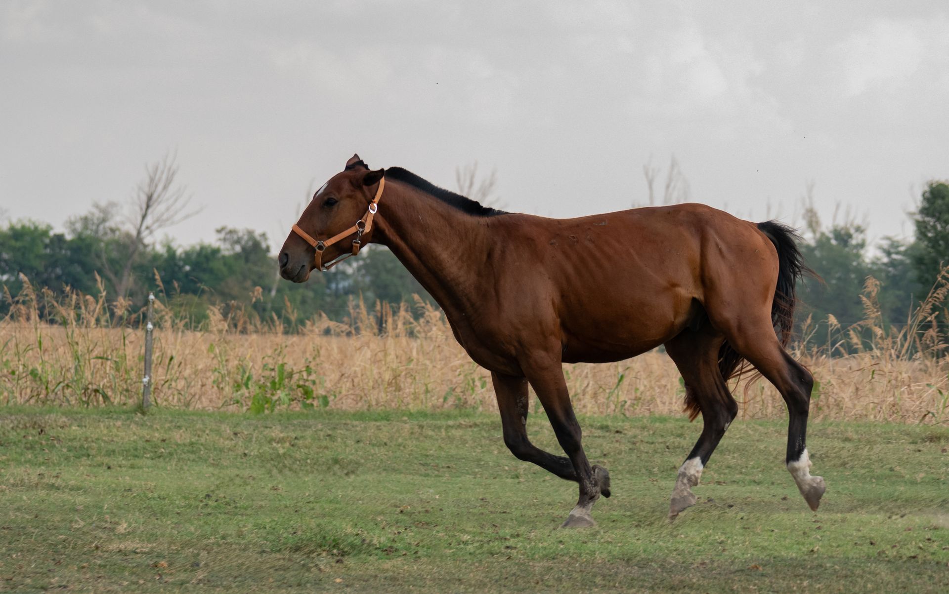Majestic brown horse running freely in a lush field in Siófok, Hungary under a cloudy summer sky.