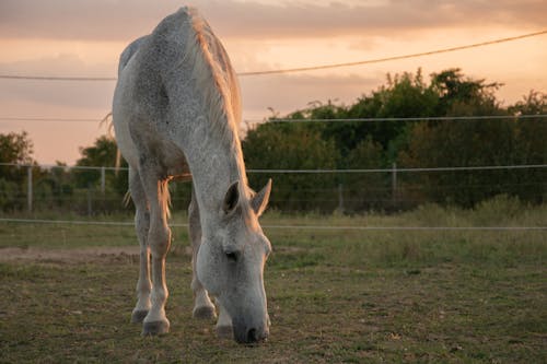 Horse Grazing in the Evening